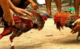   PERJUDIAN BANTUL : Terduga Pelaku Sabung Ayam di Dlingo Dibebaskan, Mengapa?