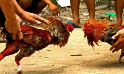 Walah! Motor Dinas Pemkab Grobogan Diamankan dalam Penggerebakan Sabung Ayam