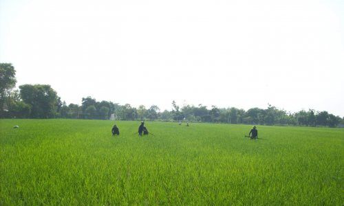 Dinas Pertanian Beri Insentif Petani yang Pertahankan Sawahnya