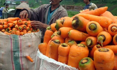  Produktivitas Tanaman Sayuran di Selo Anjlok