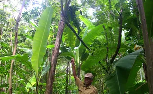 POHON PISANG BERTANDAN TIGA 