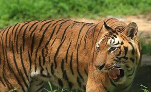 Heboh! Kawanan Harimau Dikabarkan Muncul di Area Sawah Banjarnegara