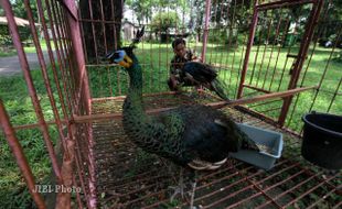 BURUNG MERAK