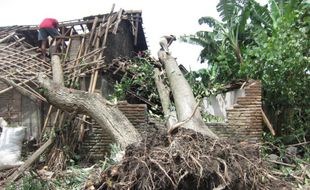 Pohon Besar Tumbang Timpa Rumah Warga di Cawas Klaten