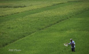 Hindari Pupuk Kimia, Petani di Klaten Ini Kembangkan Nitrobacter Kaya Manfaat