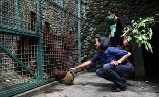 BERIKAN BUAH DURIAN PADA ORANG UTAN