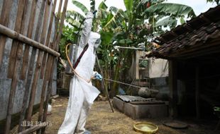 Dugaan Virus Flu Burung Menguat, Peternakan Itik di Pesisir Bantul Kini Diisolasi