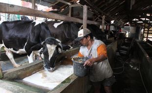 POPULASI SAPI : Paguyuban Sebut Populasi Sapi Bantul Hanya 40.000 Ekor, Perlu Impor Sapi Hidup