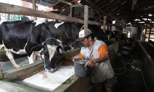 POPULASI SAPI : Paguyuban Sebut Populasi Sapi Bantul Hanya 40.000 Ekor, Perlu Impor Sapi Hidup