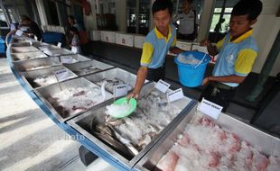 Konsumsi Ikan Bagus untuk Perkembangan Sel Otak Anak