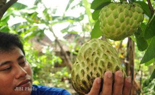 Srikaya Buto Ijo Gunungkidul Lebih Segar