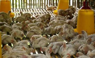 CUACA EKSTREM : Sebulan, Ratusan Ayam di Sragen Mati Kepanasan