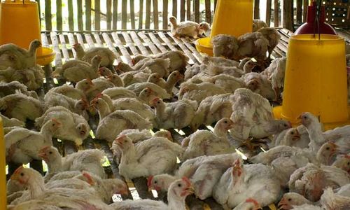 PENYAKIT UNGGAS : Ribuan Ayam di Boyolali Mati Diduga Akibat Penyakit Coli