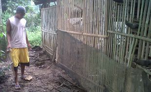   Diduga Diterkam Anjing Liar, Ratusan Ayam di Klaten Mati 