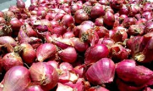 Harga Bawang Merah Brebes Berpotensi Naik, Ini Sebabnya