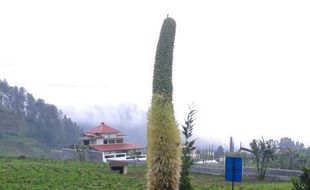 Bunga Setinggi 3,5 Meter Tumbuh di Lereng Lawu