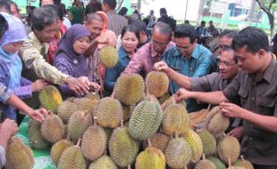 MUSIM DURIAN : Gara-Gara Pesta Durian, Inilah Akibatnya