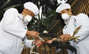 Belasan Ayam Kampung di Wonogiri Mati Mendadak