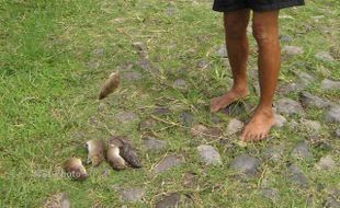 PERTANIAN KARANGANYAR : Basmi Tikus, Petani Matesih Gunakan Burung Hantu