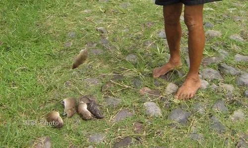 Ini Penyebab, Gejala dan Pencegahan Penyakit Leptospirosis