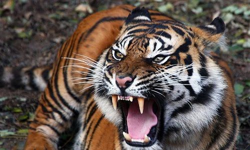  KONSERVASI HEWAN LANGKA : Wow, Indonesia Dapat Penghargaan Konservasi Harimau dari Panthera