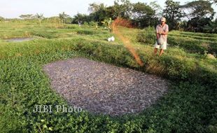 HARGA KEBUTUHAN POKOK : Daging sapi Meroket, Ikan Lele Dilirik Konsumen