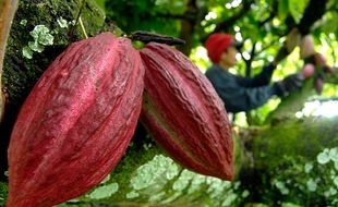 Pemkab Gunungkidul akan Fokus Kembangkan Potensi Tanaman Kakao dan Kopi