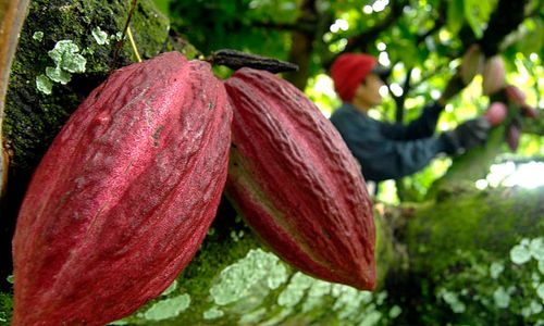 Komoditas Tanaman Kakao Kalibawang Kian Berkurang