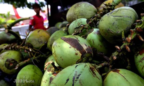 Petani Kulonprogo Kecewa Bantuan Bibit Kelapa 