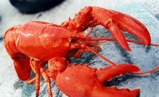 Wow, Lobster Congot Tembus Rp600.000/kg