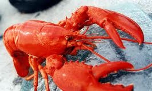 Wow, Lobster Congot Tembus Rp600.000/kg