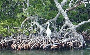 Cegah Abrasi, 3.200 Batang Mangrove Ditanam 