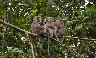 SERANGAN MONYET : Cegah Serangan Monyet, Lahan Khusus Buah Disiapkan