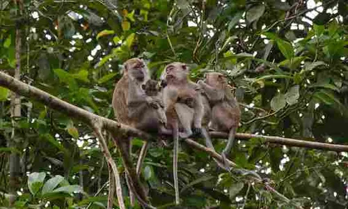 Kehabisan Makanan, Kawanan Monyet Gunung Lawu Turun ke Permukiman Warga Magetan