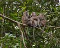 Kehabisan Makanan, Kawanan Monyet Gunung Lawu Turun ke Permukiman Warga Magetan