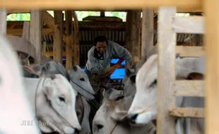 Kebutuhan Pusat Pembibitan Sapi Mendesak