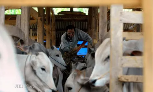 Kebutuhan Pusat Pembibitan Sapi Mendesak