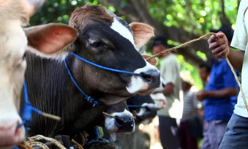 Pembatasan Sapi Resahkan Peternak Gunungkidul