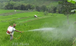   HAMA WERENG: Petani Selogiri Lakukan Penyemprotan