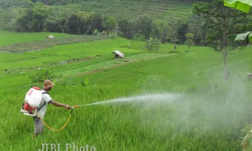   HAMA WERENG: Petani Selogiri Lakukan Penyemprotan