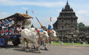 Ini Dia Perlombaan Seru yang Ada di Festival Gerobak Sapi