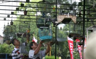 LOMBA BURUNG BERKICAU