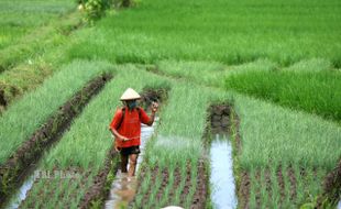 SEMPROTKAN CAIRAN PEMBASMI JAMUR