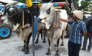 PAWAI GEROBAK: Pawai Naikkan Harga Jual Sapi Lokal...