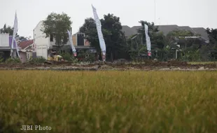 MENGURUK SAWAH