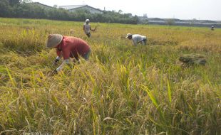 MEMBABAT TANAMAN PADI