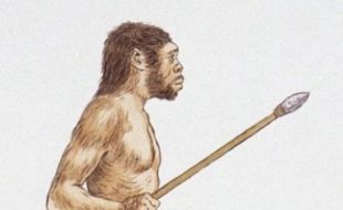 Homo Erectus Ternyata Memiliki Intelegensia Tinggi