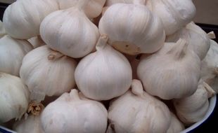 Harga Bawang Putih Capai Rp50.000 Per Kilogram