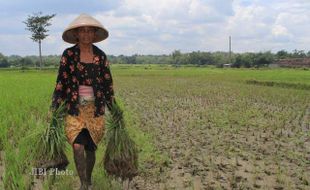 PERTANIAN BANTUL : Bantul Baru Mampu Penuhi 25% Kebutuhan Benih Padi