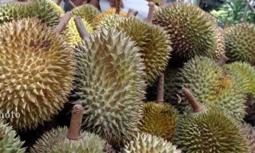 MUSIM DURIAN KARANGANYAR : Produksi Durian Mojogedang Anjlok, Petani Rugi Rp350 Juta